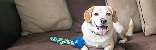 An image of a dog on a couch with its toy.